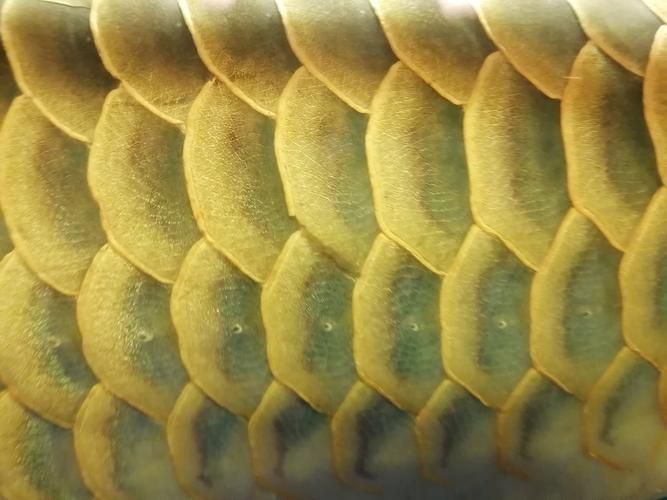 龍魚魚鱗充血圖片 龍魚魚鱗充血圖片 龍魚百科 第11張