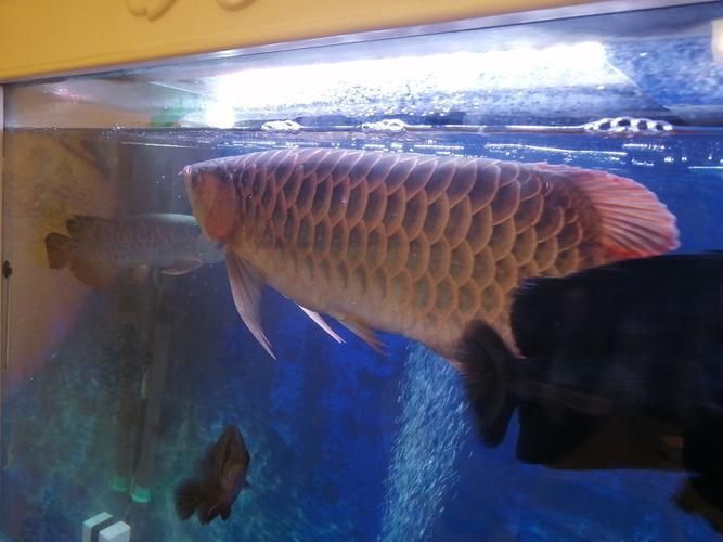 龍魚魚鱗充血圖片 龍魚魚鱗充血圖片 龍魚百科 第10張