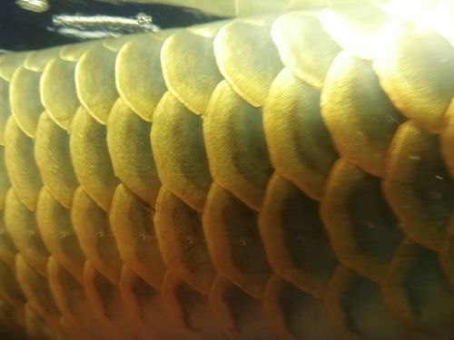 龍魚魚鱗充血圖片 龍魚魚鱗充血圖片 龍魚百科 第8張
