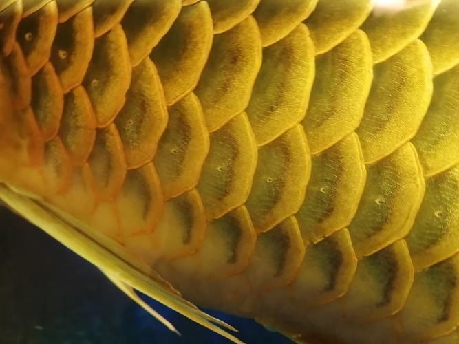 龍魚魚鱗充血圖片 龍魚魚鱗充血圖片 龍魚百科 第6張