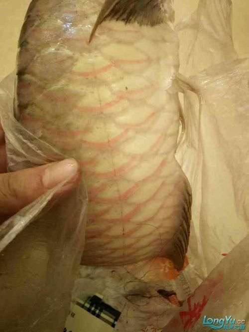 龍魚魚鱗充血圖片 龍魚魚鱗充血圖片 龍魚百科 第14張