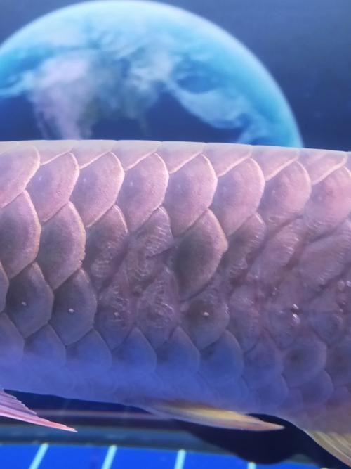 龍魚魚鱗充血圖片 龍魚魚鱗充血圖片 龍魚百科 第15張