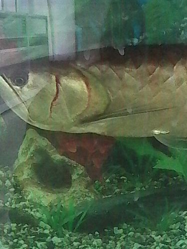 龍魚魚鱗充血圖片 龍魚魚鱗充血圖片 龍魚百科 第17張