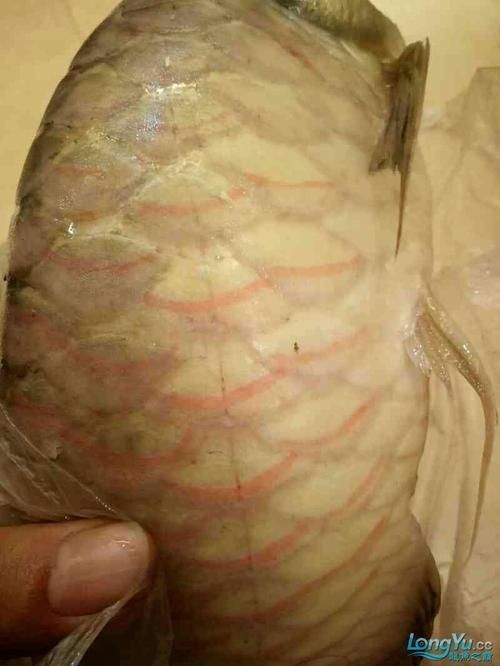 龍魚魚鱗充血圖片 龍魚魚鱗充血圖片 龍魚百科 第20張