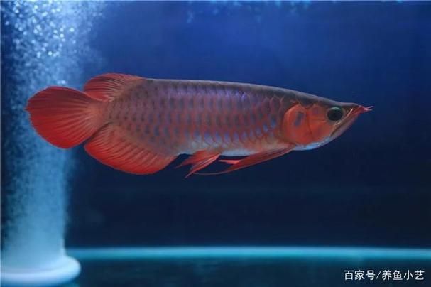 龍魚魚鱗充血圖片 龍魚魚鱗充血圖片 龍魚百科 第23張