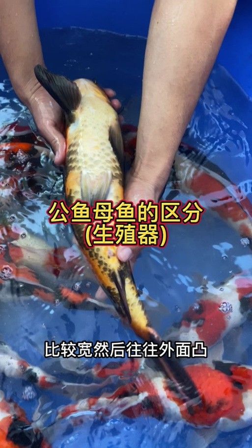 金龍魚怎么分別公母圖解大全