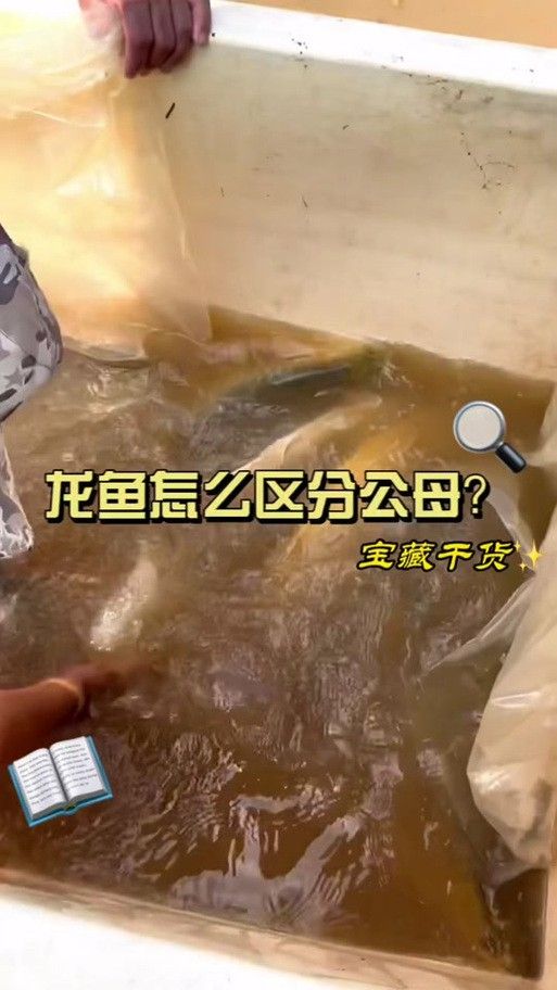 金龍魚怎么分別公母圖解大全