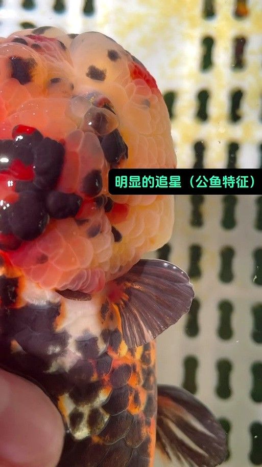 金龍魚怎么分別公母圖解大全