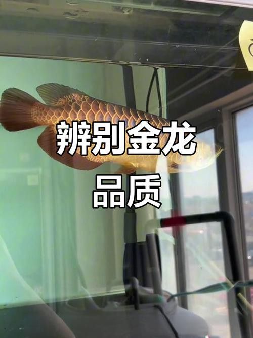 金龍魚怎么分別公母圖解大全