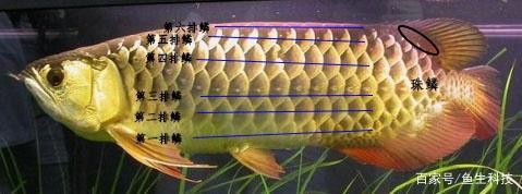 金龍魚怎么分別公母圖解大全