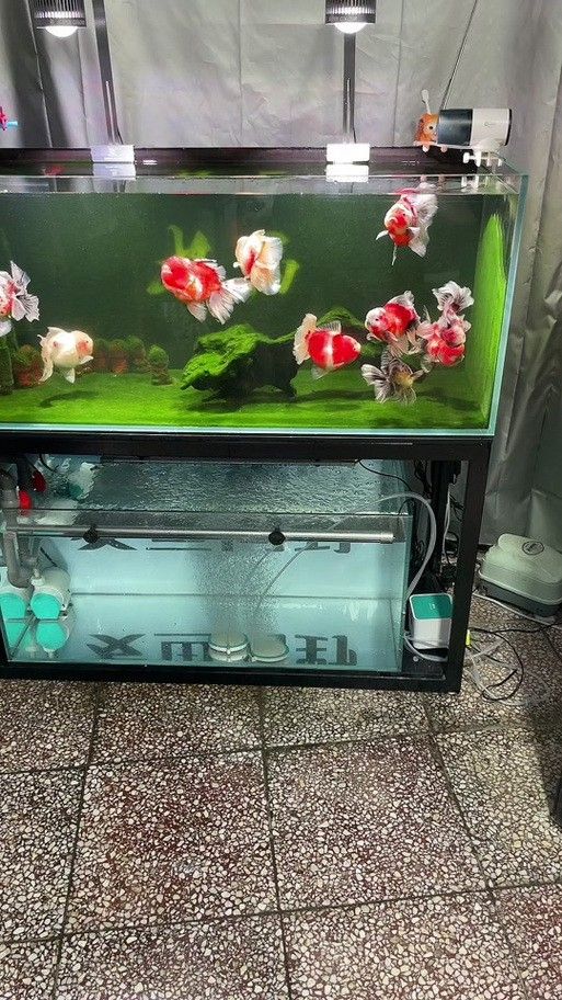 金龍魚怎么分別公母圖解大全
