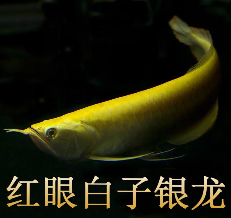 紅眼白子銀龍魚（紅眼白子銀龍魚的養殖方法紅眼白子銀龍魚的養殖方法）