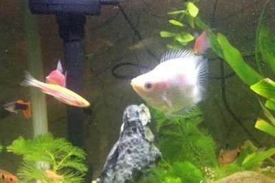 鉆石火箭魚能和龍魚混養嗎（鉆石火箭魚與龍魚混養的可能性有多大？）