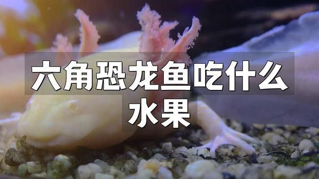 恐龍魚喜歡吃什么食物和水果和蔬菜 恐龍魚喜歡吃什么食物和水果和蔬菜 龍魚百科 第2張