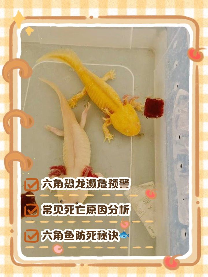 六角龍魚(yú)腳部潰爛會(huì)自愈嗎？