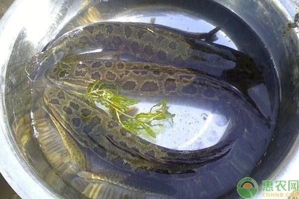 龍魚和黑魚那個有刺嗎：龍魚刺與黑魚刺的區別