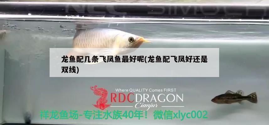 紅龍魚用什么燈發色好講解視頻：紅龍魚燈光色溫選擇指南,