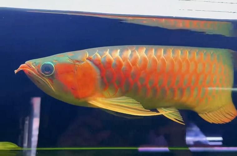龍魚喂食的頻率和量：50公分的龍魚喂食的頻率和量
