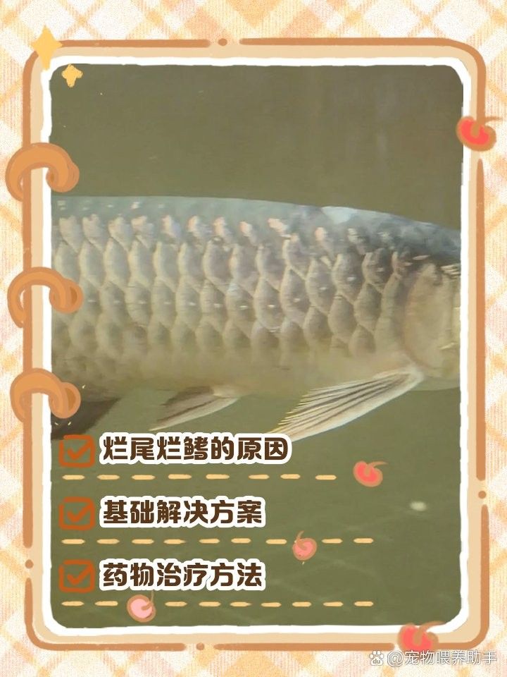銀龍魚背鰭爛怎么治啊