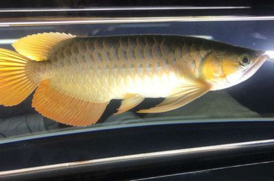 龍魚寄生蟲鱗片圖片：龍魚寄生蟲的自我診斷方法