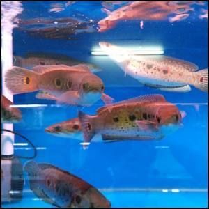 家養(yǎng)常見的大型觀賞魚：家養(yǎng)常見的大型觀賞魚種類