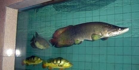 家養(yǎng)常見的大型觀賞魚：家養(yǎng)常見的大型觀賞魚種類