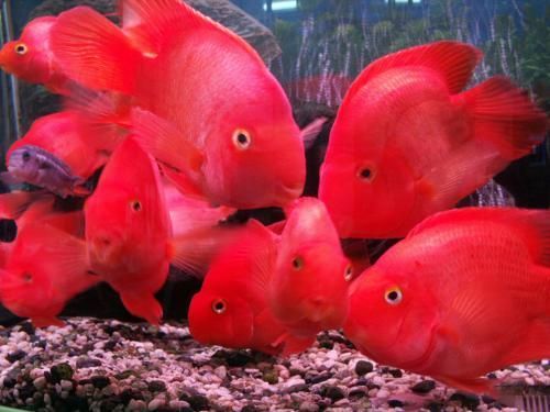 家養(yǎng)常見的大型觀賞魚：家養(yǎng)常見的大型觀賞魚種類