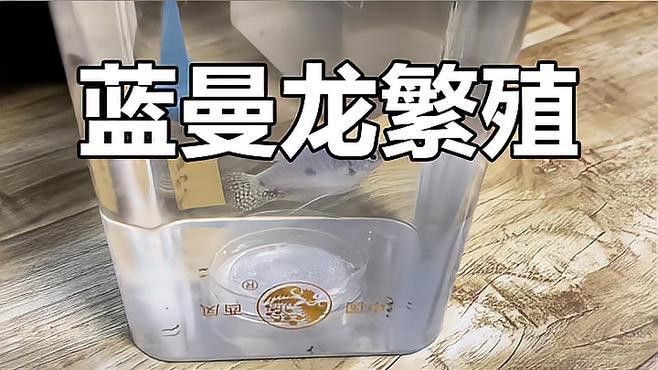 藍曼龍魚苗怎么養