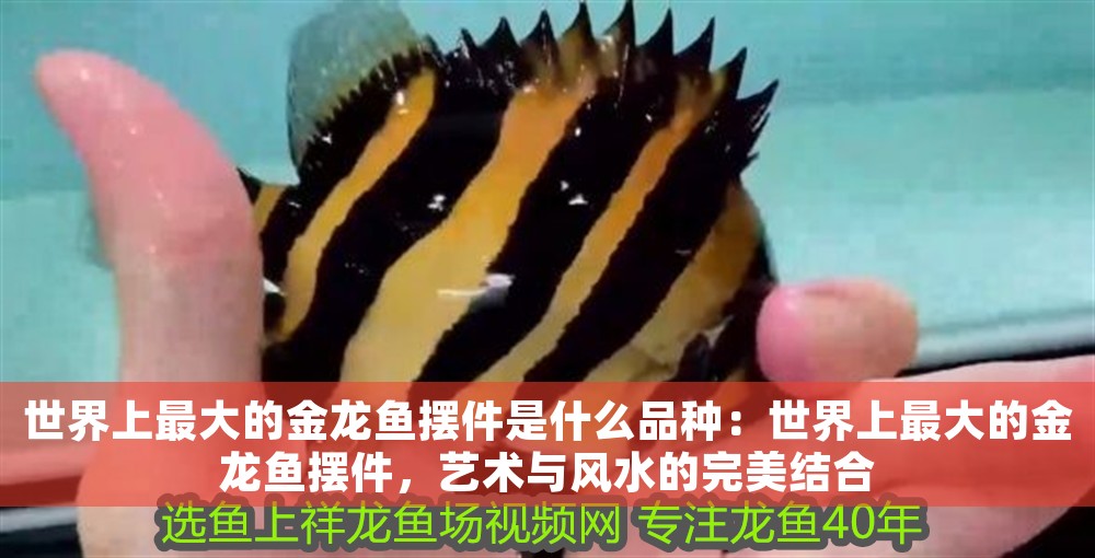 世界上最大的金龍魚擺件是什么品種：世界上最大的金龍魚擺件，藝術(shù)與風水的完美結(jié)合
