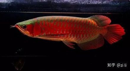 紅龍魚底色在哪怎么看圖解：關(guān)于紅龍魚底色的一些詳細(xì)信息 紅龍魚底色在哪怎么看圖解：關(guān)于紅龍魚底色的一些詳細(xì)信息 龍魚百科