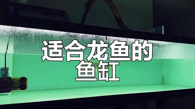 龍魚混養需要準備哪些設備？ 龍魚混養需要準備哪些設備？ 龍魚百科 第6張