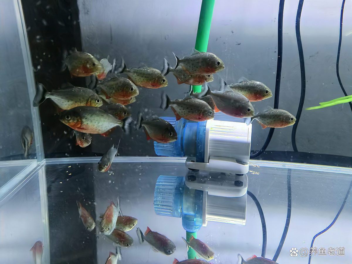 如何判斷龍魚鰭條是否開始恢復(fù)？