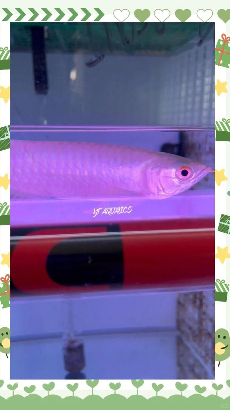 紅龍魚是馬來西亞的好還是印尼的好呢