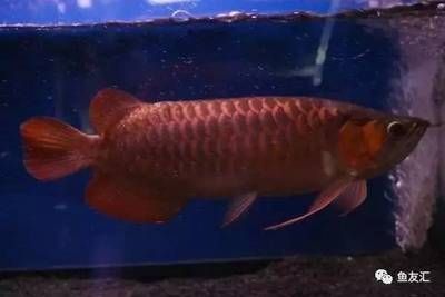 紅色龍魚的價格（紅色龍魚價格多少錢一條）