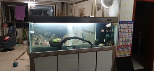 龍魚缸的燈放什么位置最好：龍魚繁殖周期與頻率，龍魚繁殖后調(diào)養(yǎng)技巧