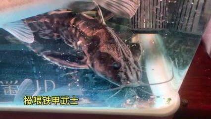 雷龍魚會吃錦鯉嗎為什么：如何預防雷龍魚攻擊錦鯉