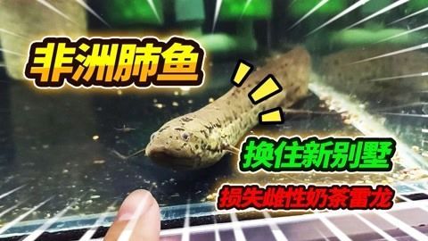 雷龍魚會吃錦鯉嗎為什么：如何預防雷龍魚攻擊錦鯉