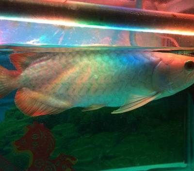 藍背金龍魚多少錢 藍背金龍魚多少錢 龍魚百科 第2張
