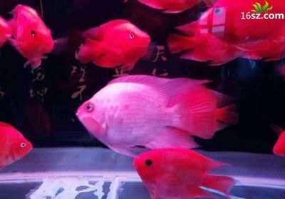 血紅龍和金龍魚能混養(yǎng)嗎，：血紅龍和金龍魚可以混養(yǎng)嗎