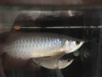 血紅龍和金龍魚能混養(yǎng)嗎，：血紅龍和金龍魚可以混養(yǎng)嗎