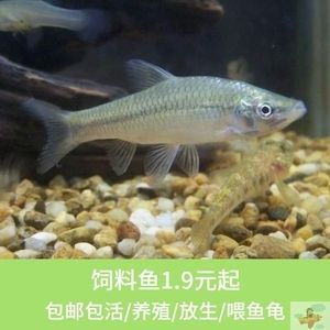 龍魚飼料魚混養好嗎怎么喂：龍魚飼料與魚類混養需考慮食物種類、喂食量及投喂方式 龍魚飼料魚混養好嗎怎么喂：龍魚飼料與魚類混養需考慮食物種類、喂食量及投喂方式 龍魚百科 第1張