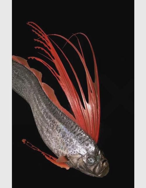 白龍魚是海魚嗎圖片