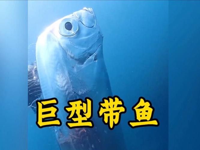 白龍魚是海魚嗎圖片