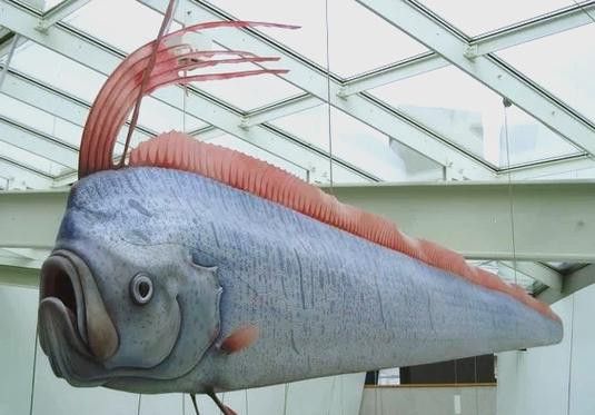 白龍魚是海魚嗎圖片