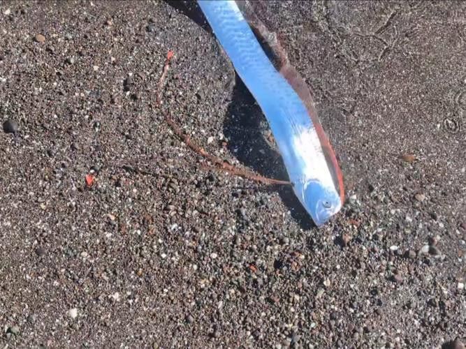 白龍魚是海魚嗎圖片