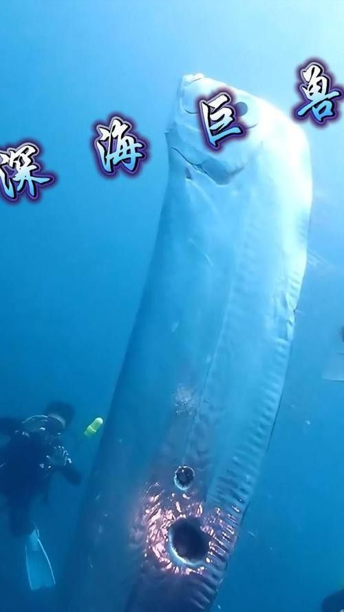 白龍魚是海魚嗎圖片