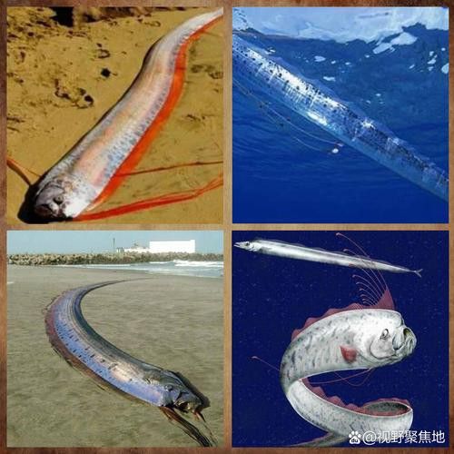白龍魚是海魚嗎圖片