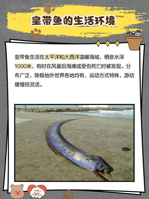 白龍魚是海魚嗎圖片