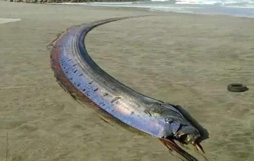 白龍魚是海魚嗎圖片