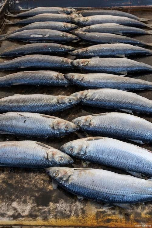 白龍魚是海魚嗎圖片